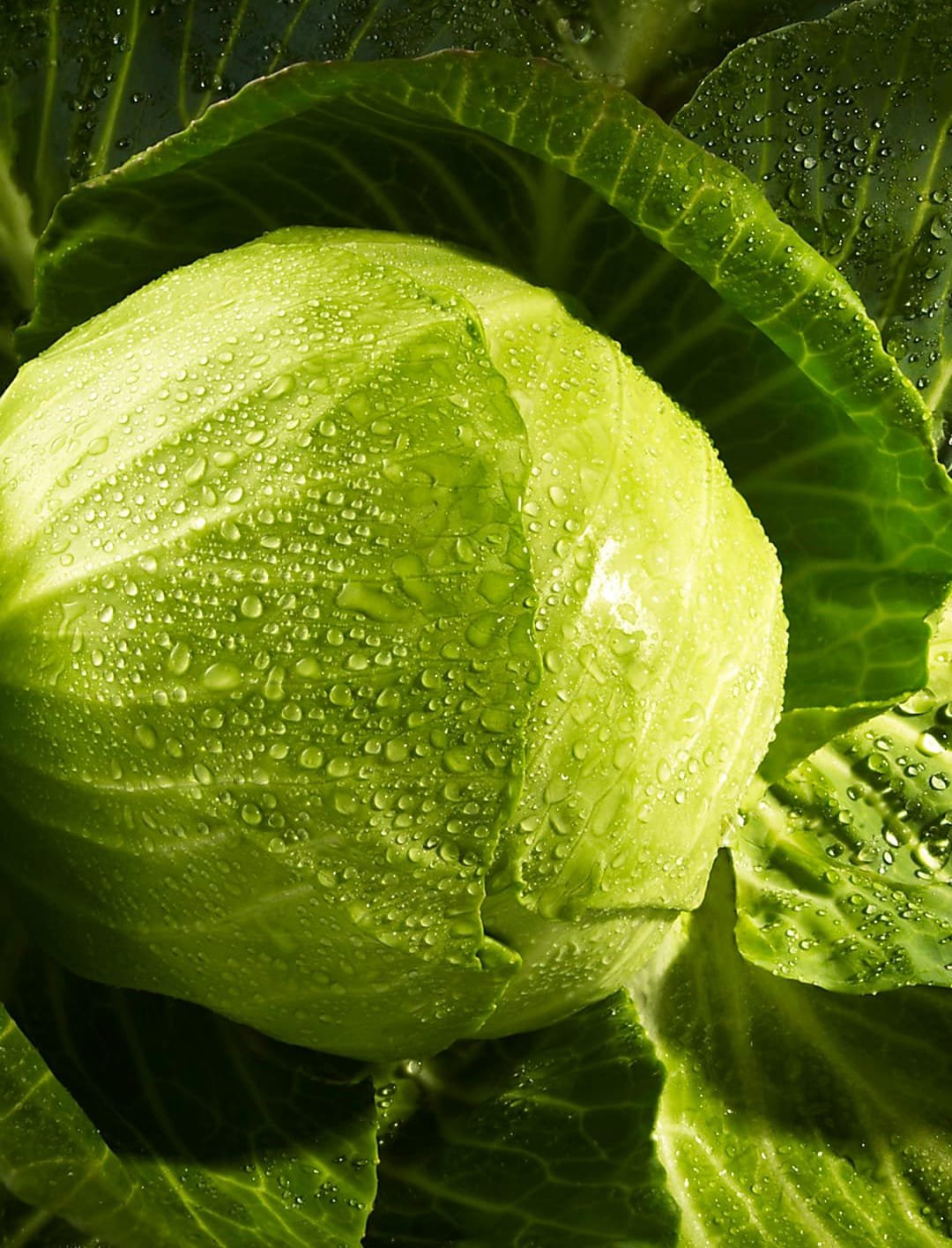 Greenhouse Organic Produce