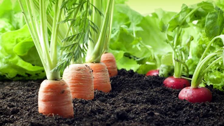 Organic Carrots and Radishes in Soil
