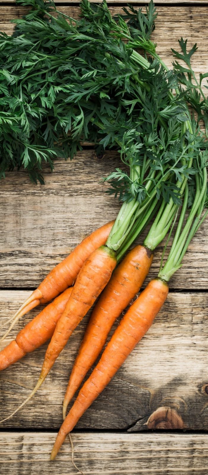 Organic & Sustainable Agriculture