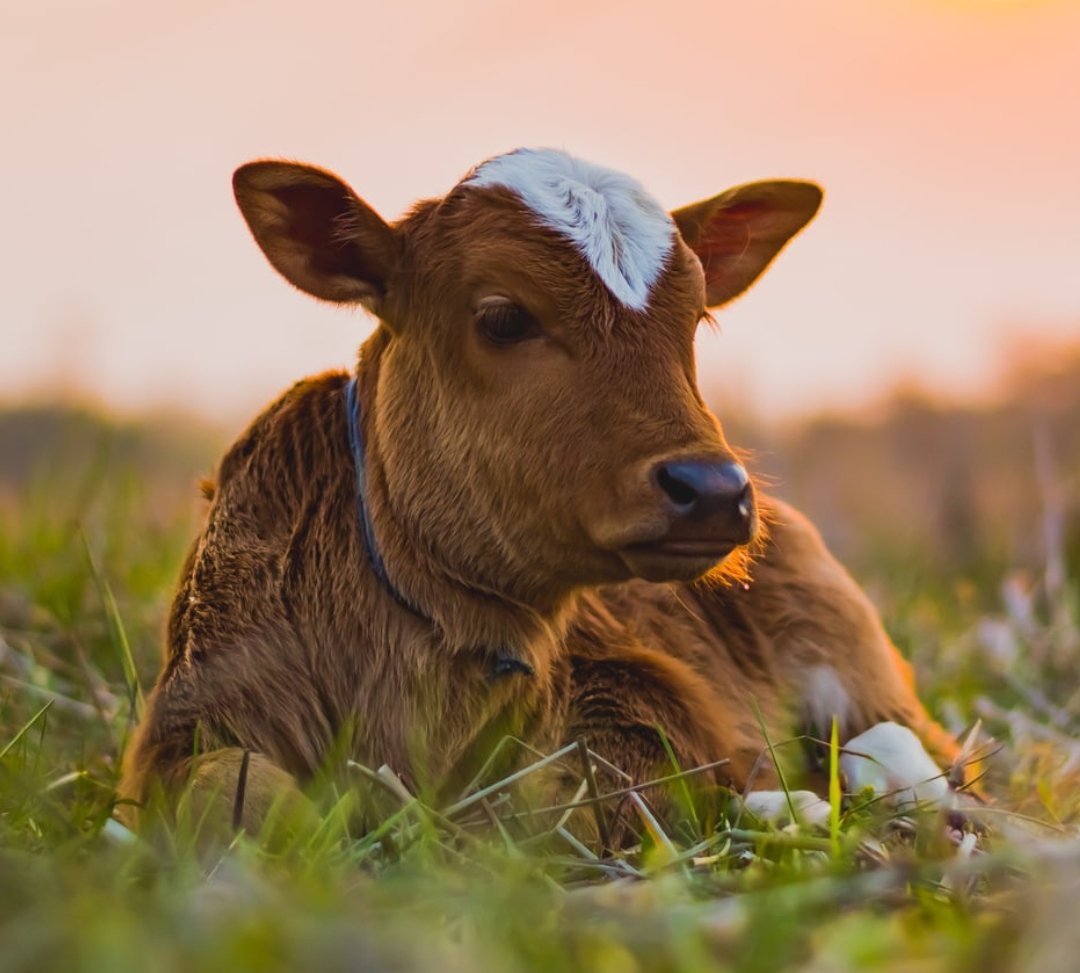 Livestock