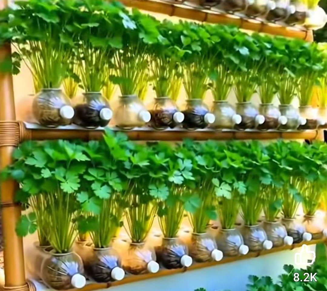 Green IT, AI & ERP Automation