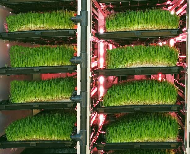 Agricultural Education & Internships